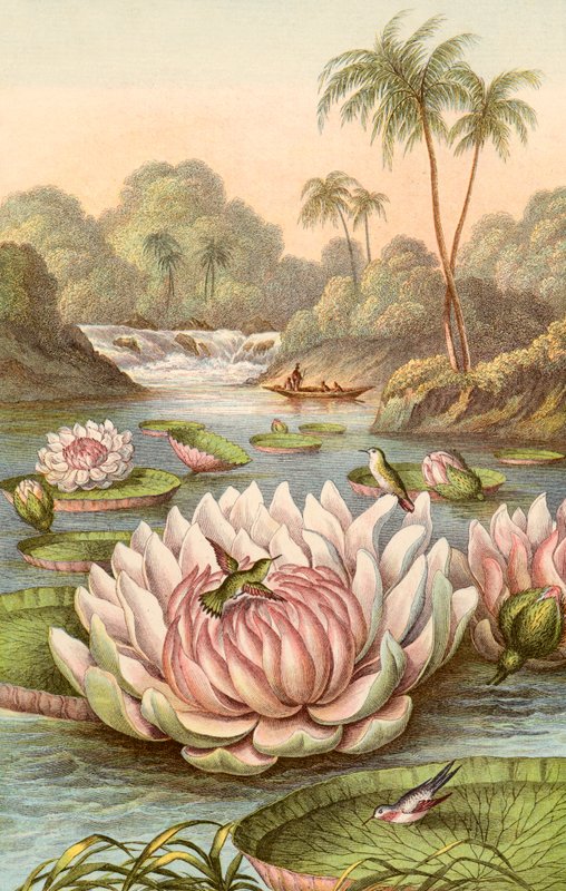 Büyük nilüfer, Victoria Regia by English School
