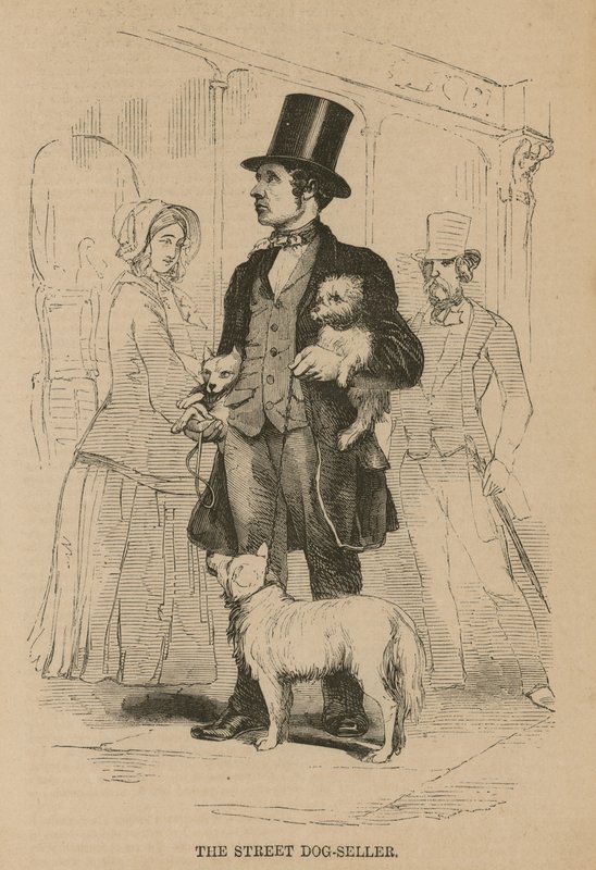 sokak köpeği satıcısı by English School