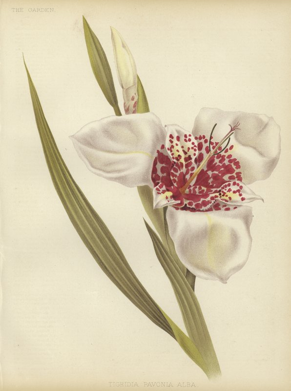Tigridia pavonia Alba by English School