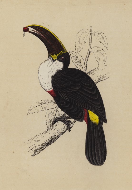 Toucan (renkli taş) by English School