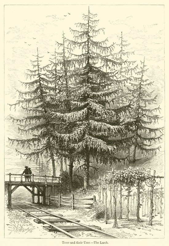 Ağaçlar ve Kullanımları, Karaçam (gravür) by English School