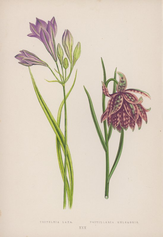 Triteleia Laxa; Fritillaria Meleagris (renkli taş) by English School