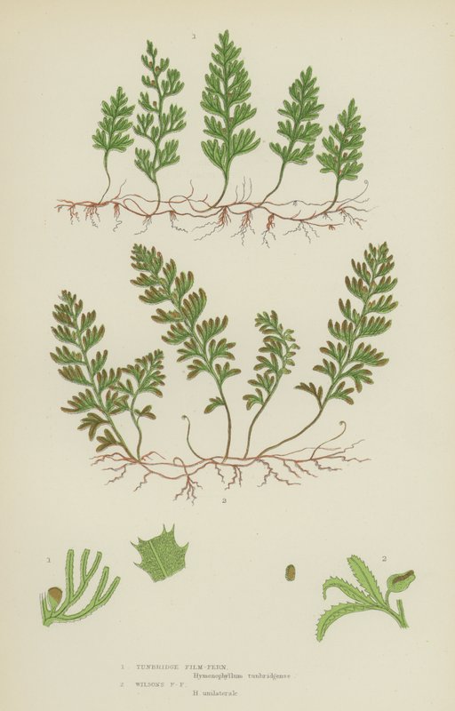 Tunbridge Filmy-Fern, Wilson