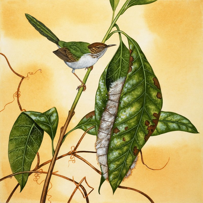 Unidentified bird by English School