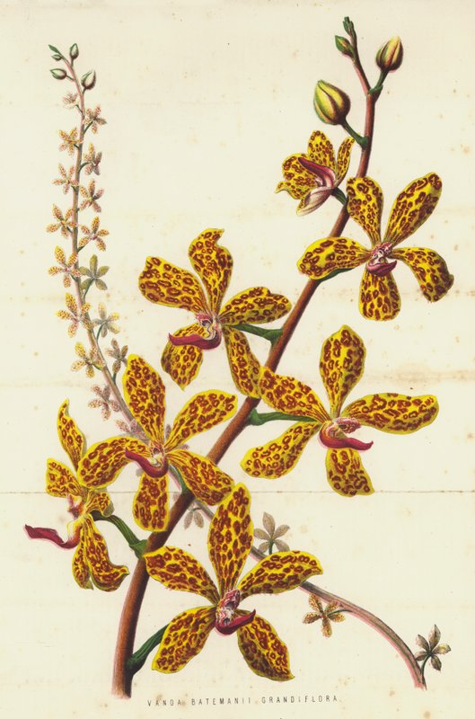 Vanda Batemanii Grandiflora (kromolitho) by English School