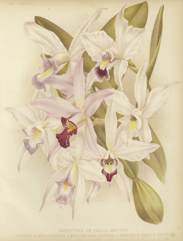 Laelia anceps çeşitleri by English School
