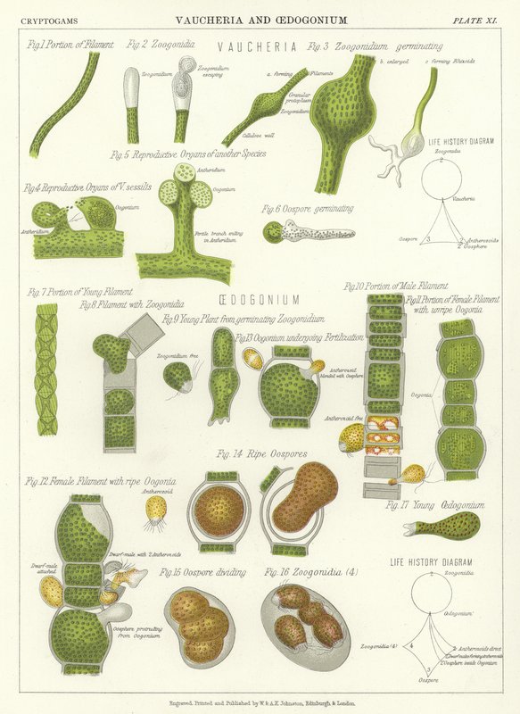 Vaucheria ve Oedogonium by English School