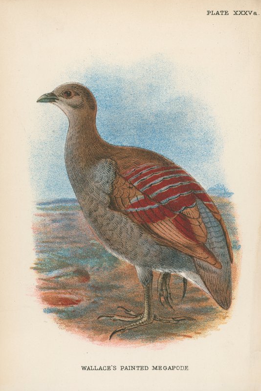Wallace