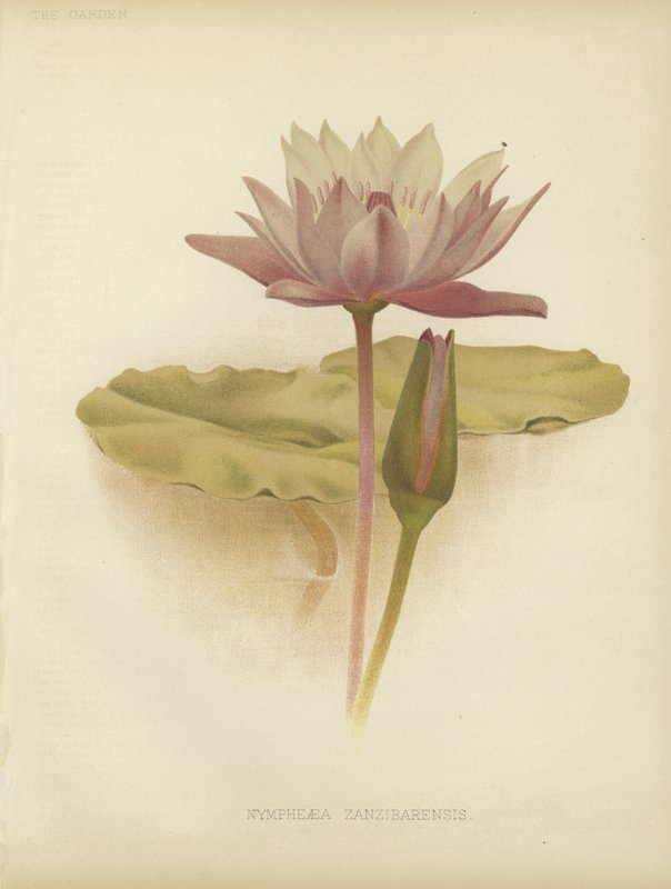 Nilüfer by English School