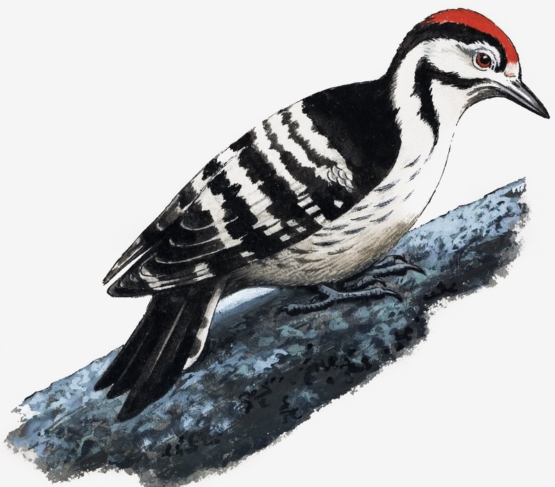 Ağaçkakan (Tüylü Ağaçkakan) by English School