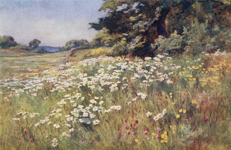 Meadowland