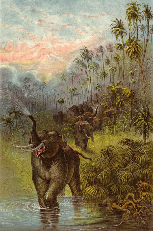 Tropiklerde Gün Batımı (chromolitho) by Ernest Henry Griset