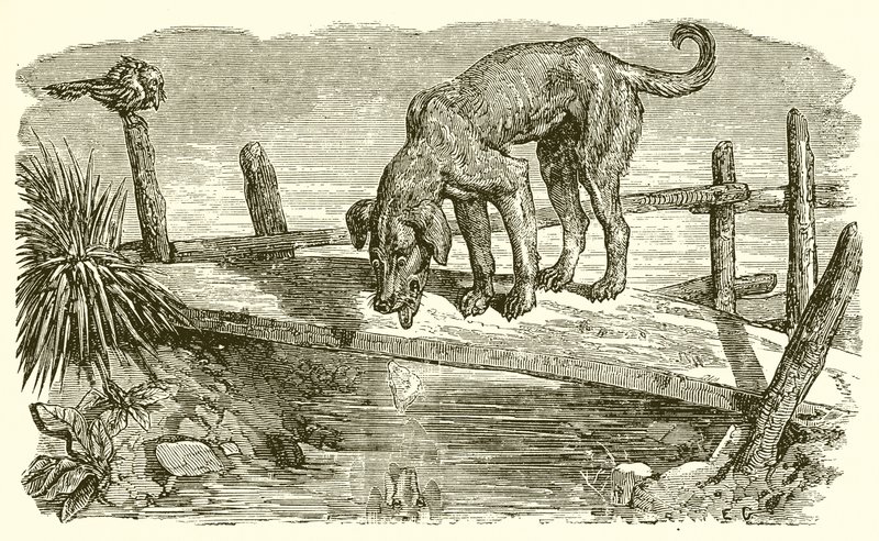 Köpek ve yansısı by Ernest Henry Griset