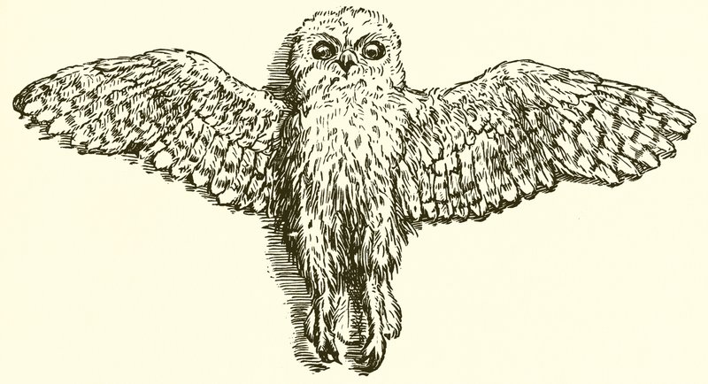 Kartal ve Baykuş by Ernest Henry Griset
