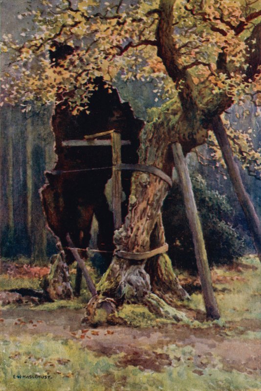 Robin Hood