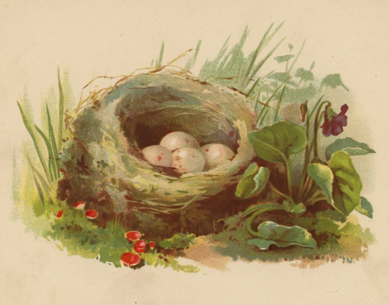 Kuş Yuvası (chromolitho) by Ethel C. Nisbet