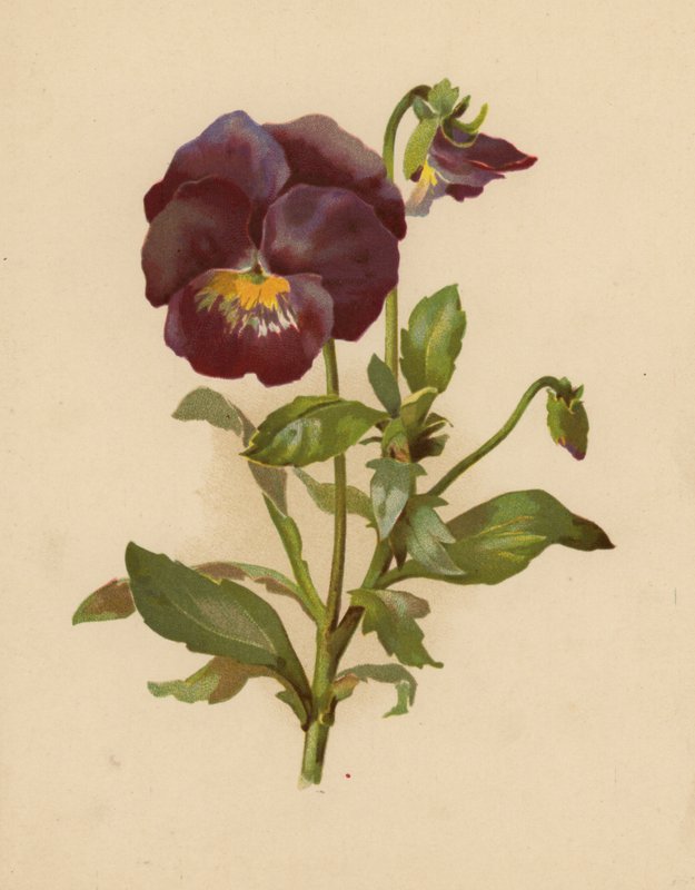 Hercai Menekşe (kromolitho) by Ethel C. Nisbet