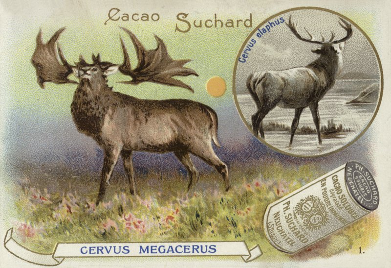 Megaloceros ve kızıl geyik by European School