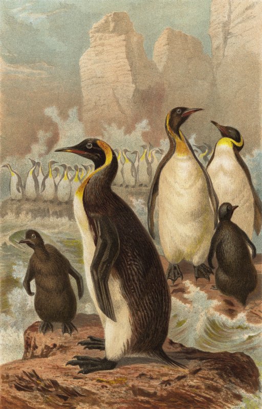 dev penguen by European School