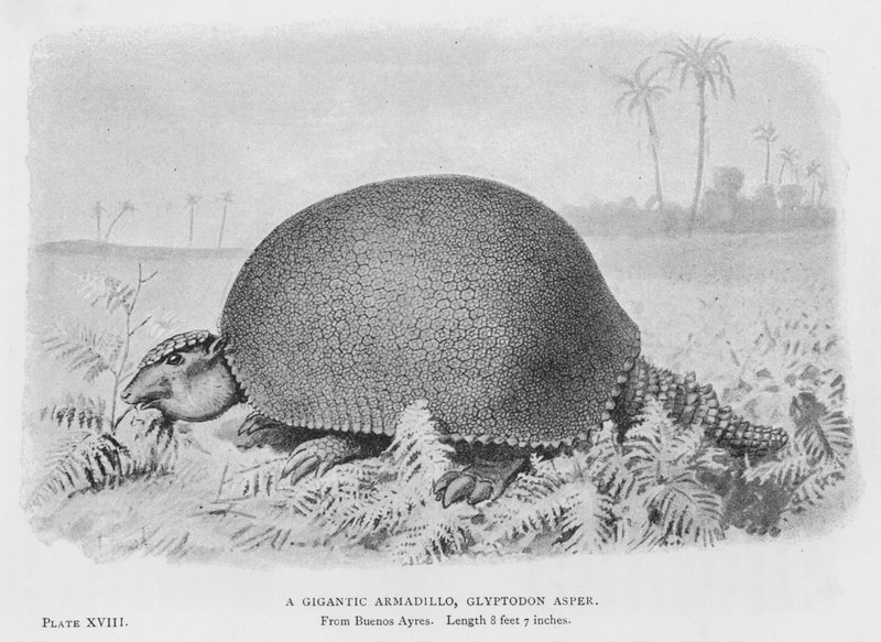 Dev Bir Armadillo, Glyptodon Asper (lito) by European School