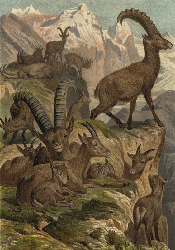 Alpensteinbock by European School