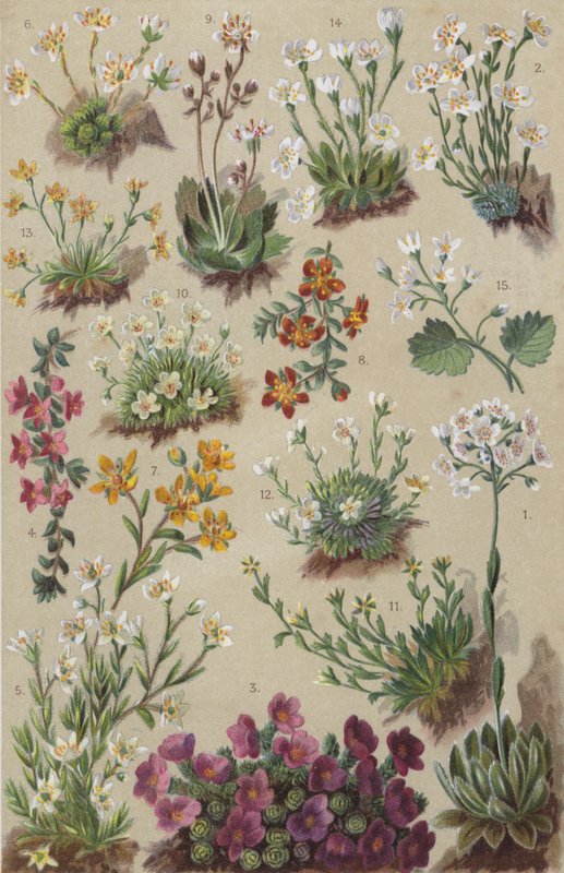 Alp florası (chromolitho) by European School