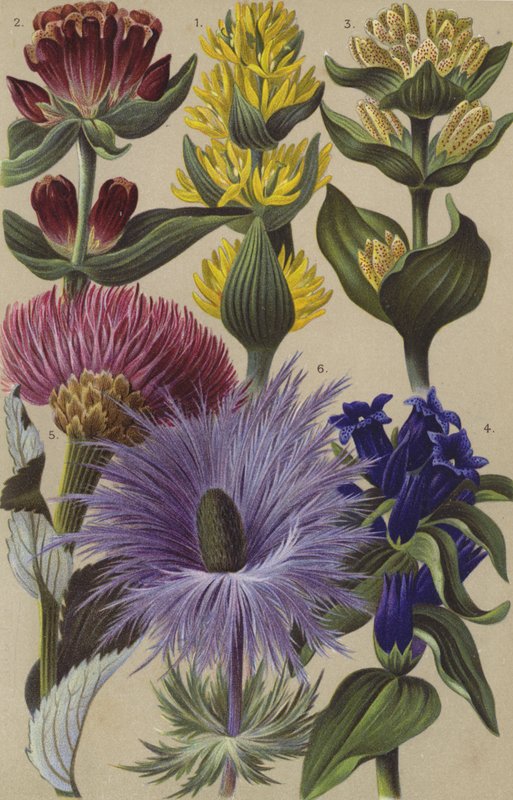 Alp florası by European School