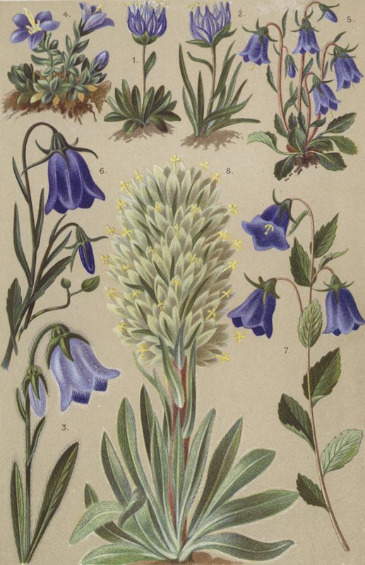 Alp florası by European School
