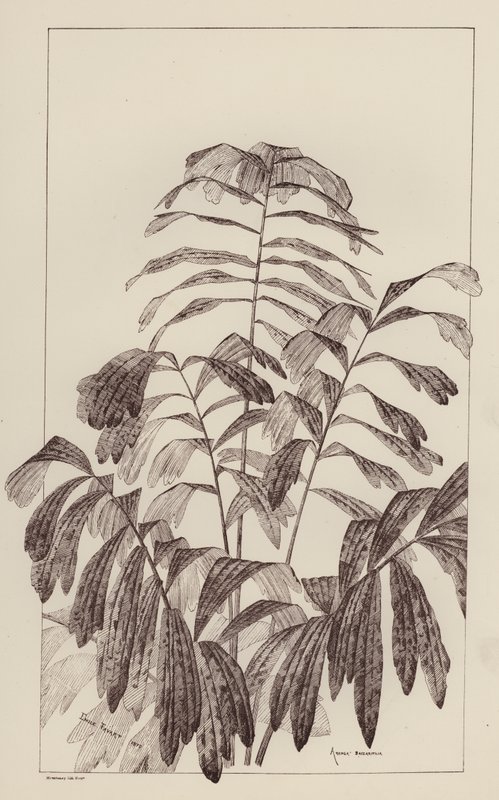 Arenga Saccaritlia (üyeler) by European School