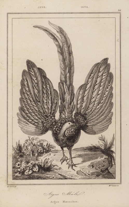 Argus Malel, Argus Maennchen by European School