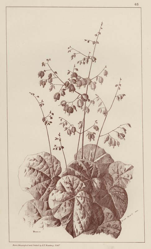 Bigonia (üyeler) by European School