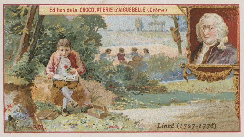 Carl Linnaeus, İsveçli botanikçi ve zoolog by European School