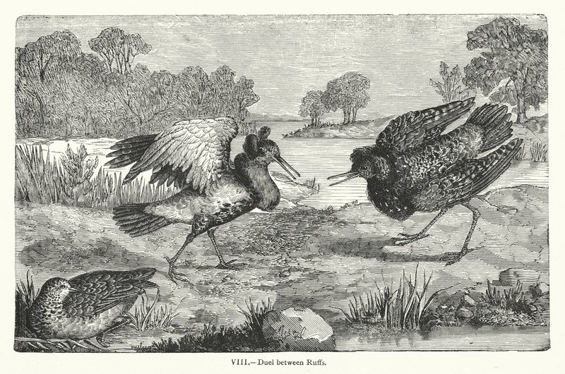 Ruffs arasındaki düello (gravür) by European School