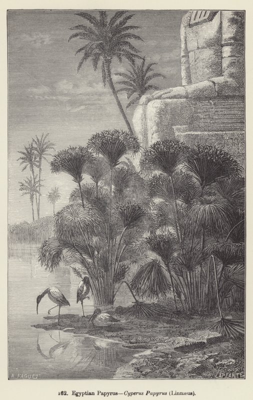 Mısır Papirüsü, Cyperus Papirüsü, Linnaeus (gravür) by European School