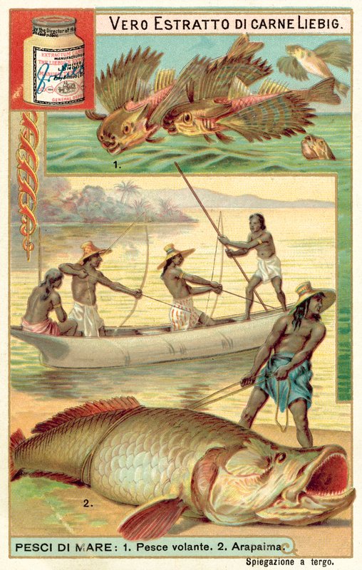 Uçan balık ve arapaima (chromolitho) by European School
