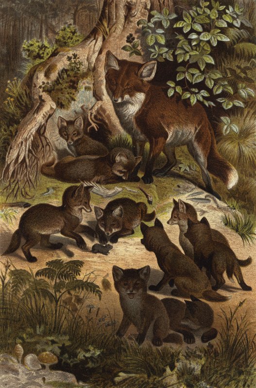 Fuchs by European School