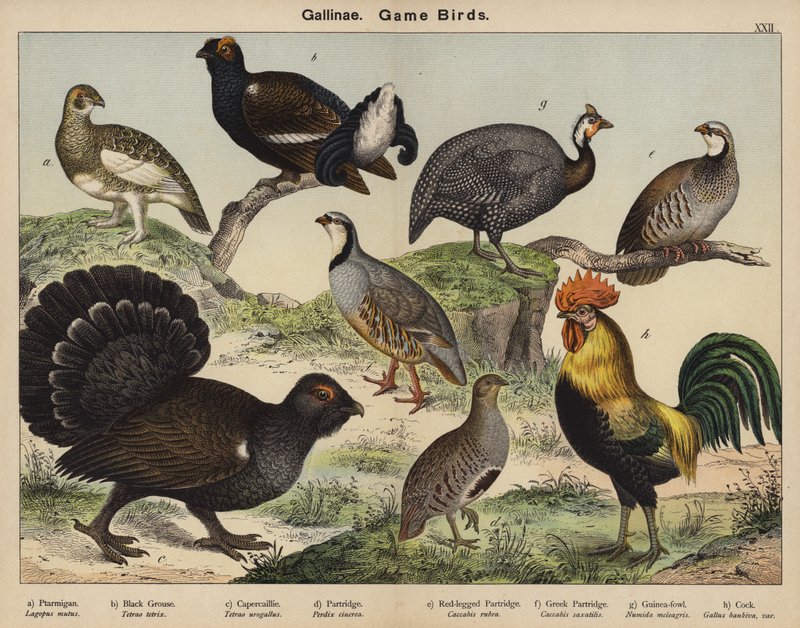 Gallinae, Av Kuşları by European School