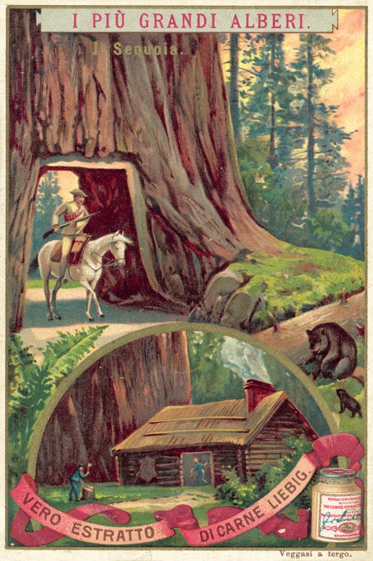 Dev Sekoya ağacı (chromolitho) by European School