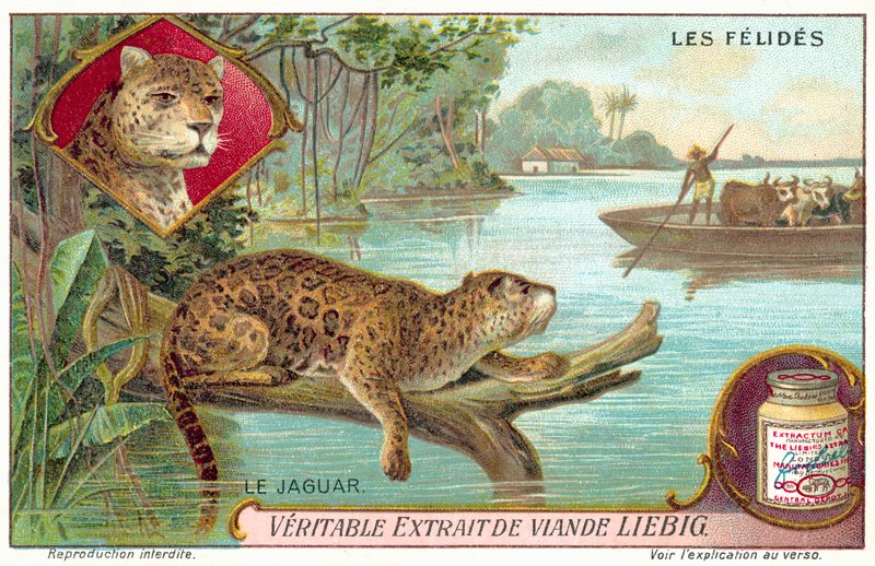 Jaguar (kromolito) by European School