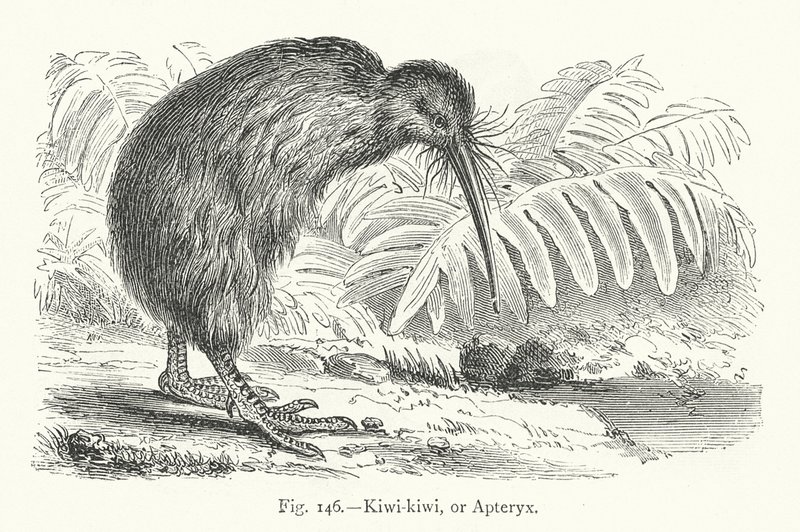 Kivi-kivi veya Apteryx (gravür) by European School