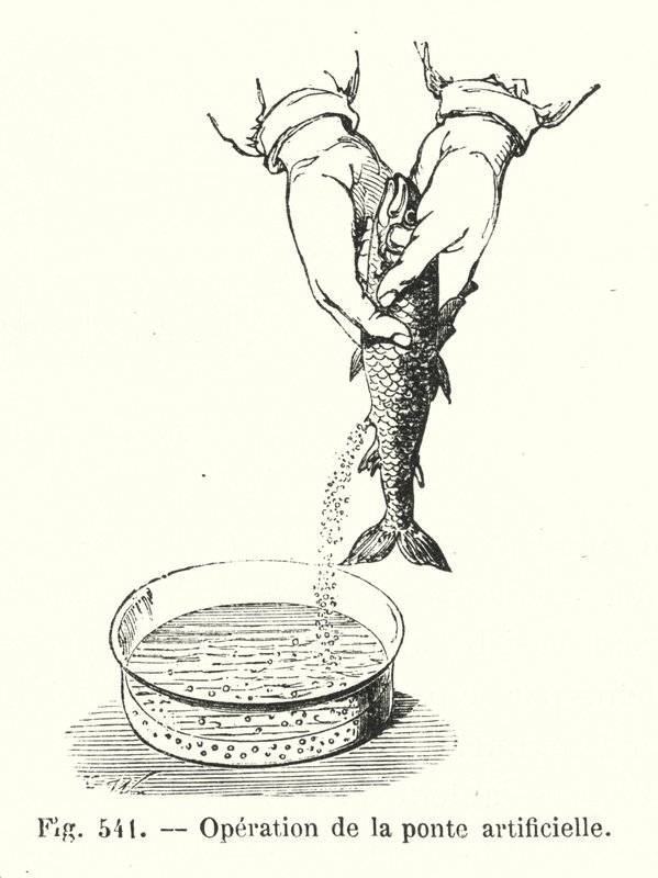 Yapay yumurtlama işlemi (gravür) by European School