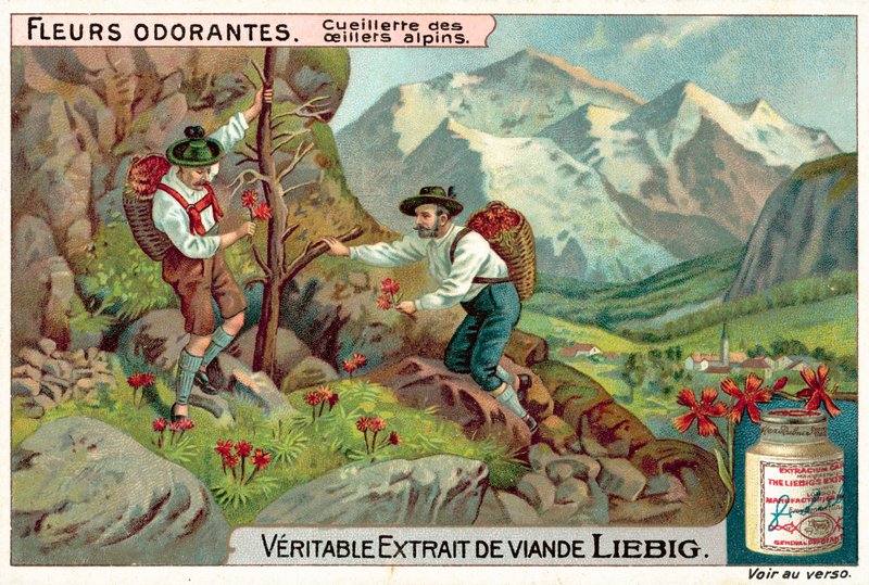 Alp karanfil (chromolitho) toplama by European School