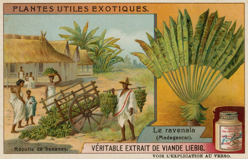 Ravenala by European School