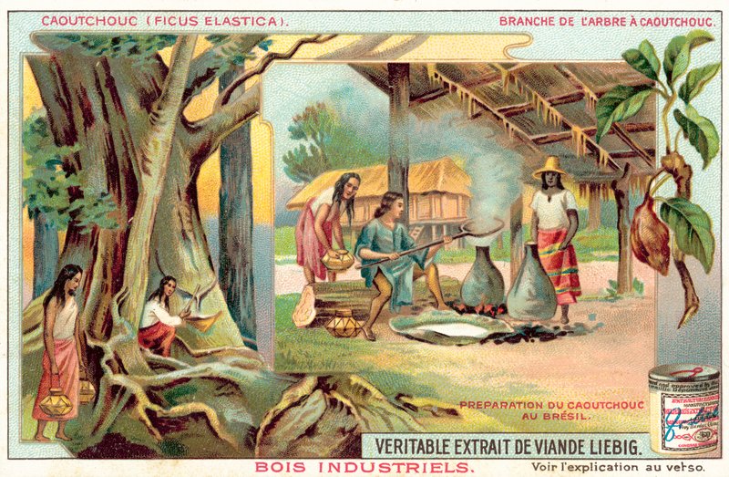 Kauçuk ağacı (chromolitho) by European School