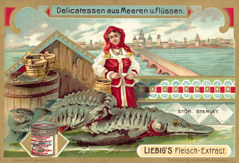 Mersin balığı (chromolitho) by European School