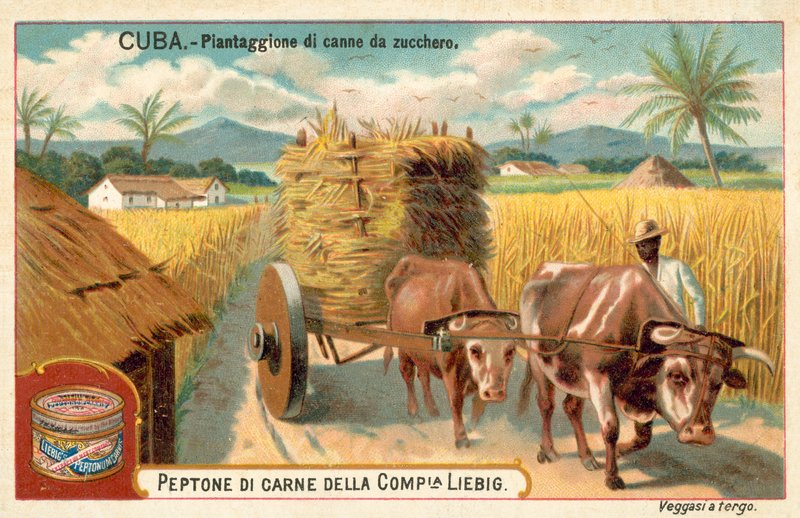 Şeker kamışı ekimi, Küba (chromolitho) by European School