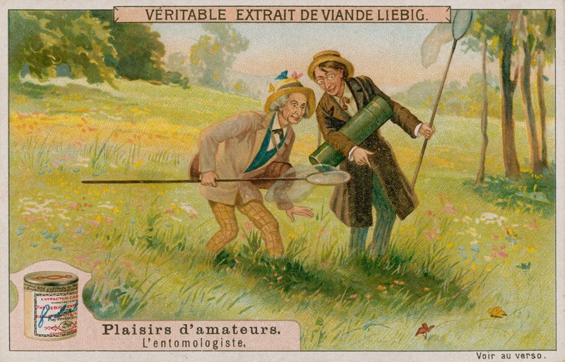 Amatör Entomolog by European School