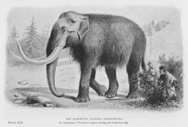 Mamut, Elephas Primigenius (lito) by European School