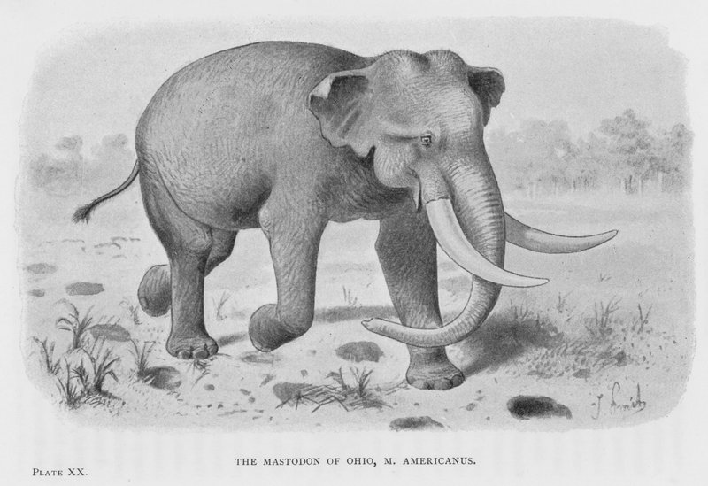 Ohio Mastodon, M Americanus (lito) by European School