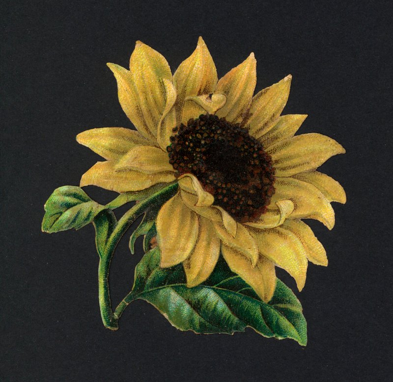 Viktorya dönemi artıkları: Ayçiçeği (chromolitho) by European School